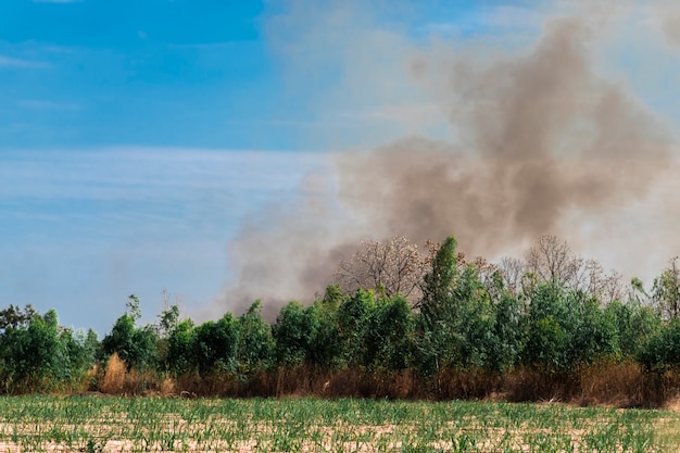 Der graue Rauch der Waldbrände und Rauch stieg in den Himmel.