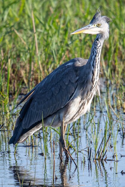 Der Graureiher Ardea cinerea ist ein häufiger Vogel in Emporda, Girona, Katalonien, Spanien