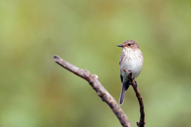 Der Grauschnäpper ist ein kleiner Sperlingsvogel aus der Familie der Fliegenschnäpper der Alten Welt