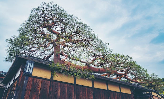 Der größte Bonsaibaum in einem Dorf in Japan, Weinlesefilterbild