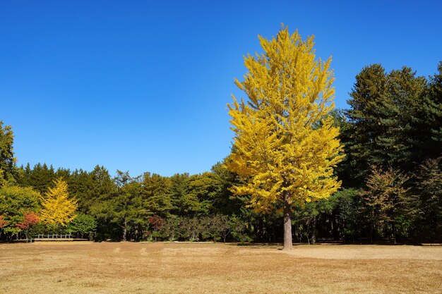 Der große Baum im Park mit gelben BlätternNaturhintergrundNami Island Korea