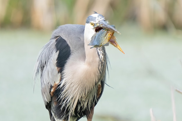 Foto der große blaue reiher fängt an einem sonnigen tag einen fisch, während er auf einem baumzweig im feuchtgebiet sitzt