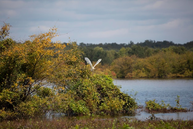 Foto der große egret ardea alba fliegt von einem busch am rande eines sees ab