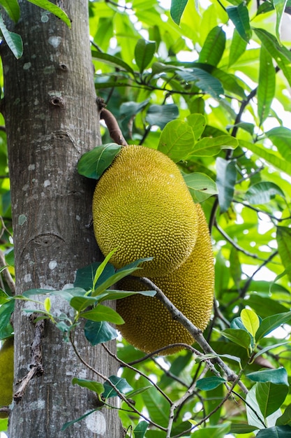 Der große Jackfruit am Jackfruchtbaum