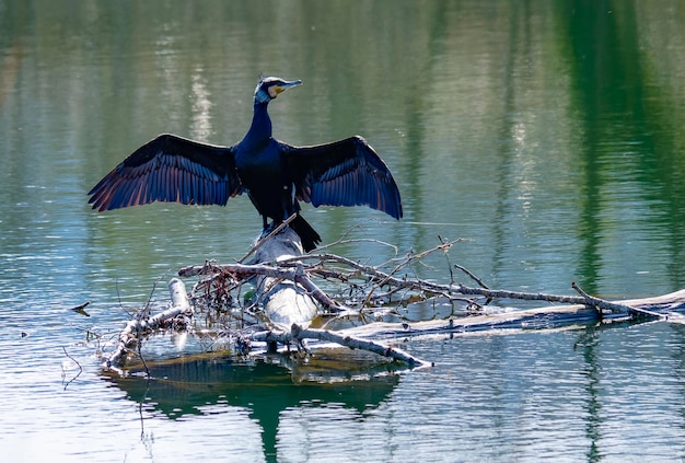 Der große Kormoran, bekannt als der große schwarze Kormoran, der seine ausgebreiteten Flügel in der Sonne trocknet