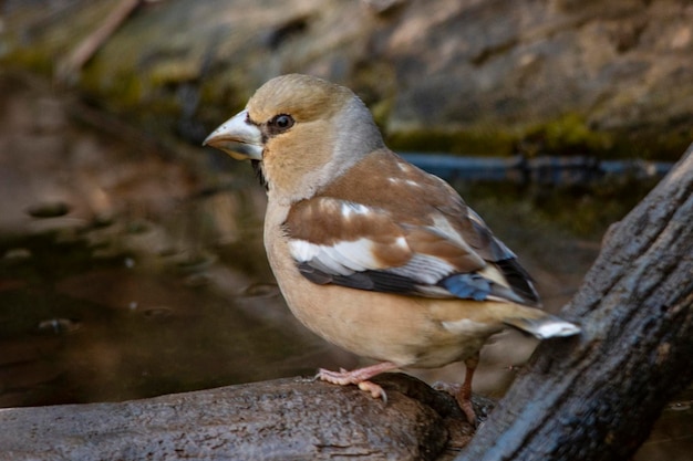 Der große Schnabel ist eine Sperlingsvogelart aus der Familie der Fringillidae