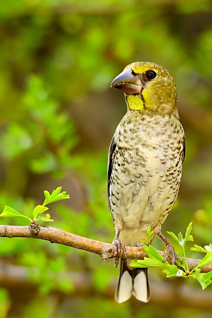 Der große Schnabel ist eine Sperlingsvogelart aus der Familie der Fringillidae