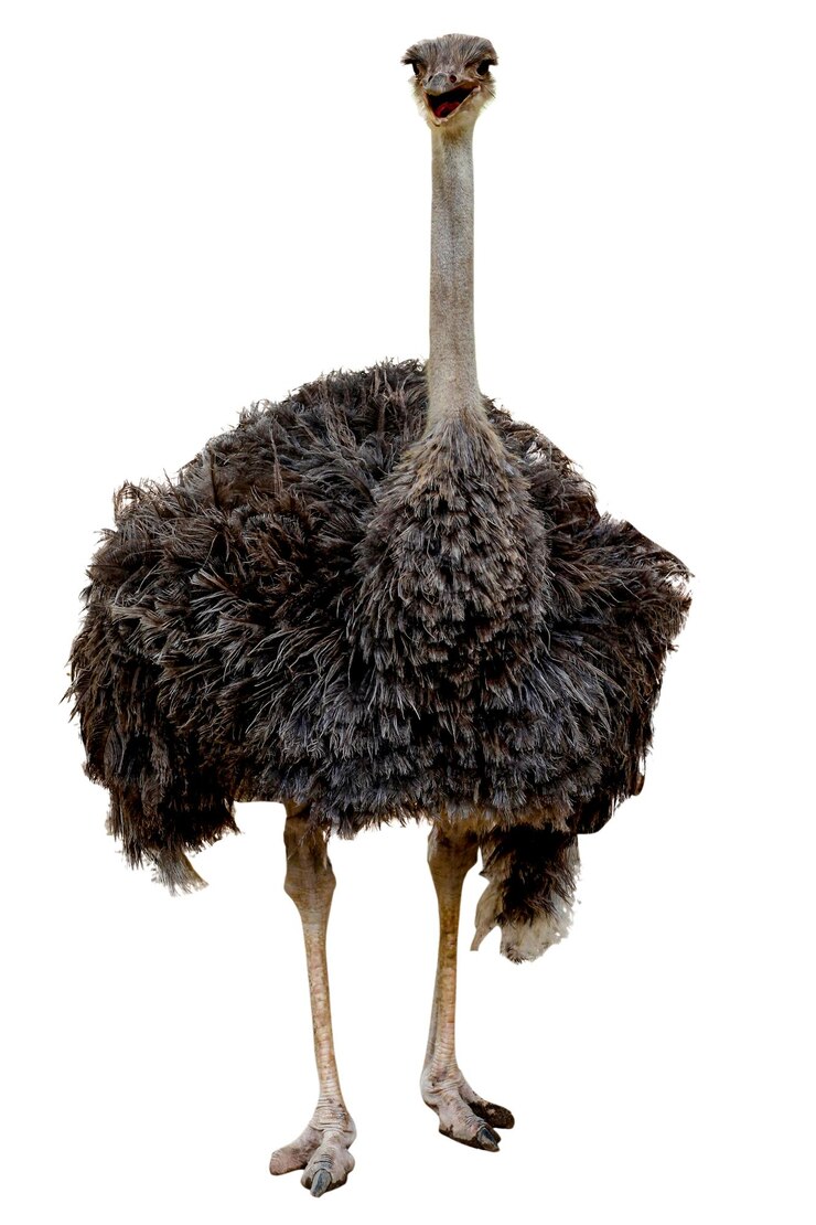 Foto der große straußenvogel auf weißem hintergrund hat einen pfad