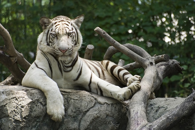 Der große Tiger ruhte auf dem Holz im Zoo.