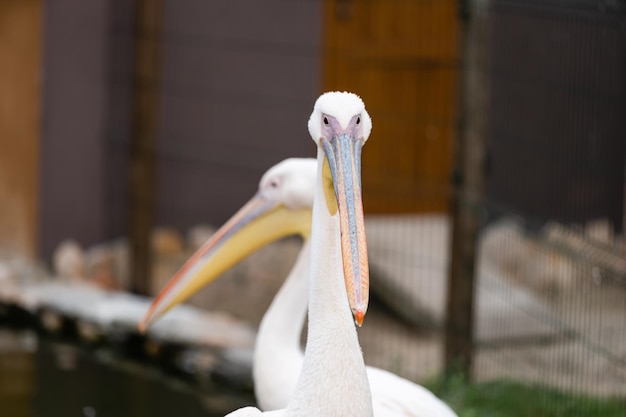 Der große weiße Pelikan, rosiger Pelikan im Zoo
