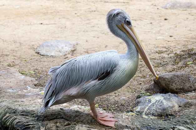 Der große weiße pelikanvogel im garten