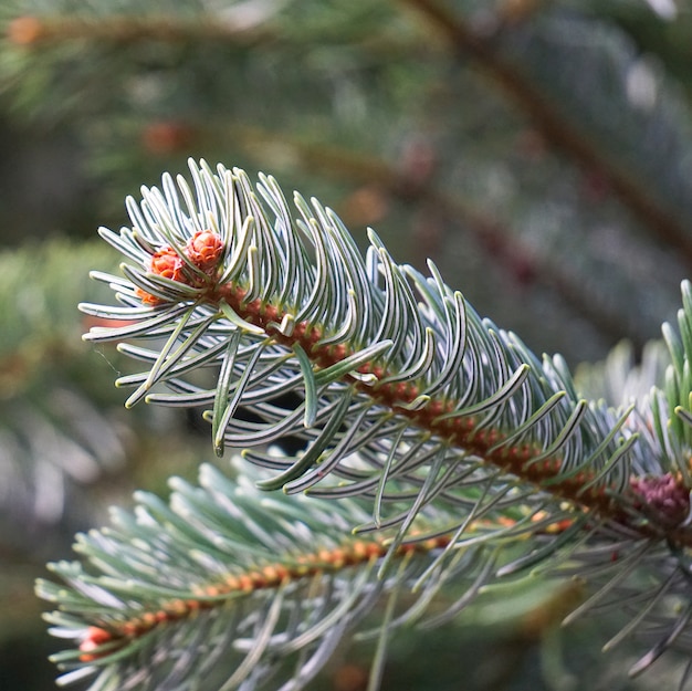 Der grüne Baum verlässt die Natur