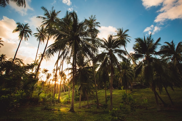 Der grüne Dschungel Thailands - Palmen vor blauem Himmel