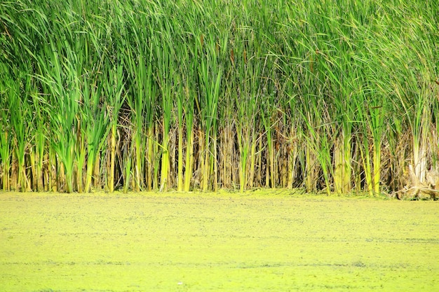 Der grüne und gelbe Hintergrund des Sees Reihen und Schilf im Hintergrund Hintergrundvegetation grün im Sommer auf dem Fluss Wildtiere und Wasserlebewesen auf der Wasseroberfläche