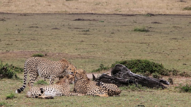 Der Guepardo oder Gepard ist ein atypisches Mitglied der Familie der Felidae