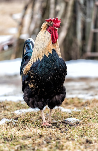 Der Hahn am Morgen im Frühling