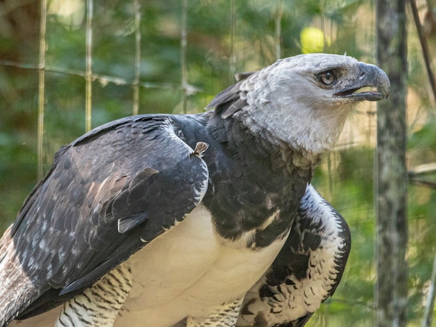 Der Harpyie-Adler (Harpia harpyja) mit grünem Natur-Bokeh als Hintergrund.