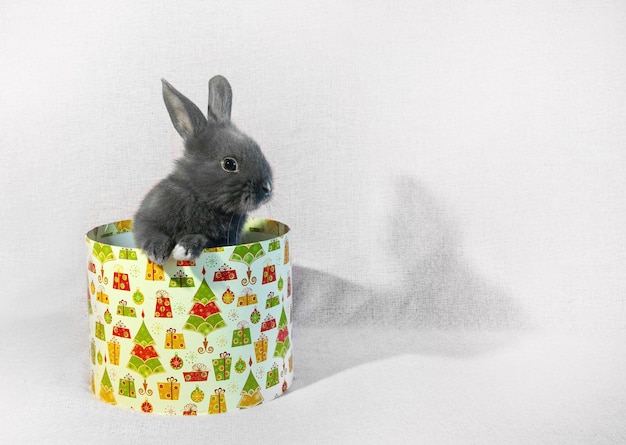 Der Hase sitzt in einer runden Geschenkbox Platz kopieren Haustier als Geschenk