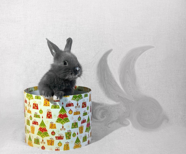 Der Hase sitzt in einer runden Geschenkbox Platz kopieren Haustier als Geschenk
