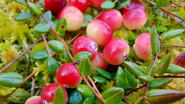 Der Haufen roter Preiselbeeren im Herbst im Sumpf, Nahaufnahme