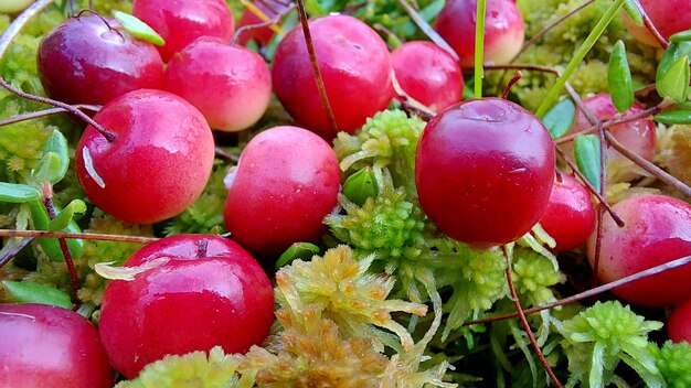 Der Haufen roter Preiselbeeren im Herbst im Sumpf, Nahaufnahme