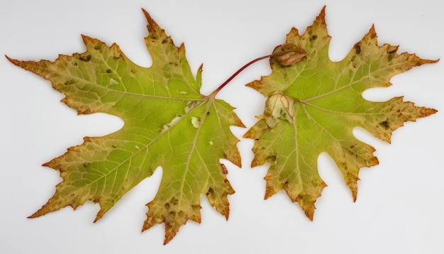 Der Herbst hinterlässt ein Symbol für Veränderung und Schönheit.