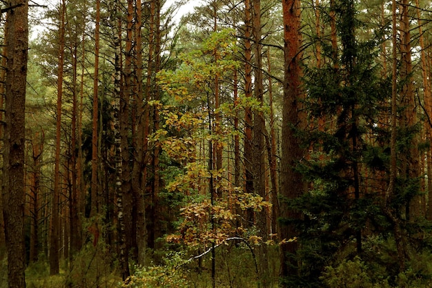 Der Herbst ist die Zeit, um an einem bewölkten Herbsttag im Wald spazieren zu gehen. Ein vergilbter junger Ahorn vor dem Hintergrund eines alten Waldes