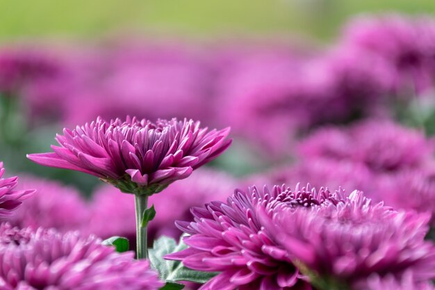 Der Herbst kommt und die rosa und lila Chrysanthemen in freier Wildbahn blühen