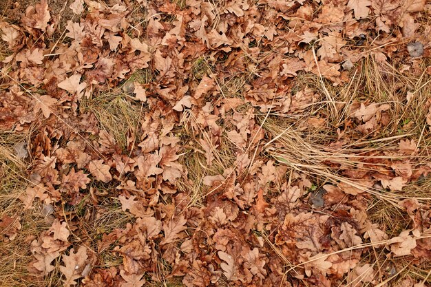 Der Herbsthintergrund mit trockenen gefallenen Blättern des Eichen späten Herbstes