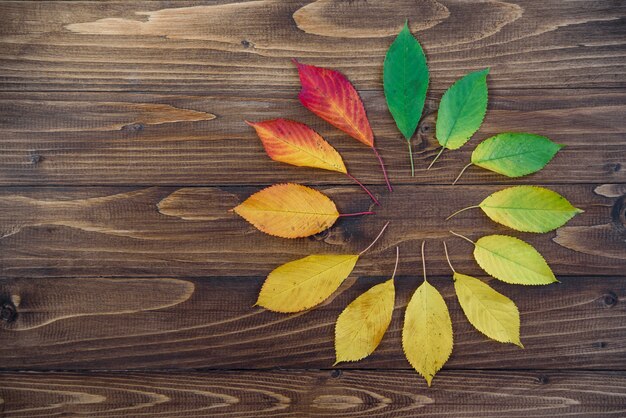 Der Herbstlaub, der in einen Kreis eingestellt wird, überschreitet von Grünem zu Rotem auf einem hölzernen Hintergrund