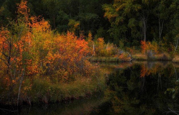 Der Herbstwald spiegelt sich im Wasser eines Bergsees oder Teichs in