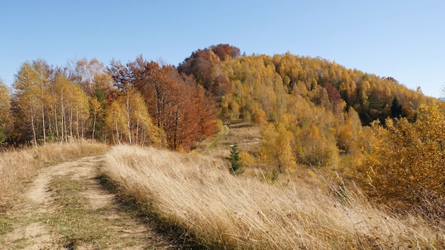 Der Herbstwald und die Sonne scheint durch das Laub