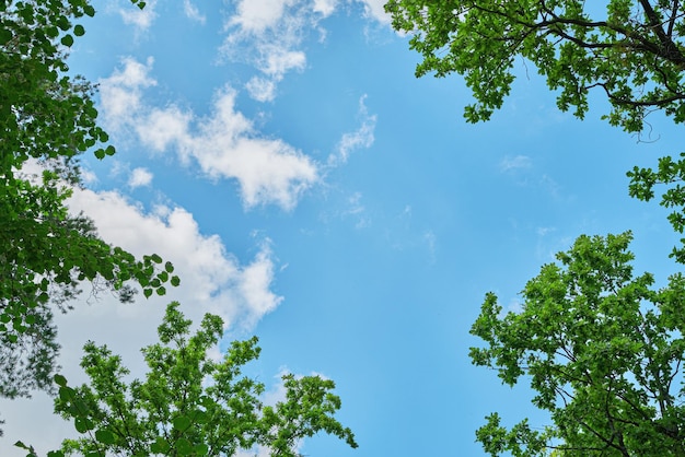 Der Himmel durch die grünen Blätter von BäumenNatürlicher Hintergrund