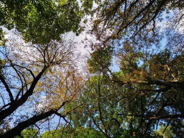 Der Himmel im Wald im Sommer