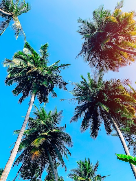 Der Himmel ist die Nachbarschaft. Sonniger Tag mit strahlend blauem Himmel und einer Vielzahl von hohen, leuchtend grünen Palmen davor