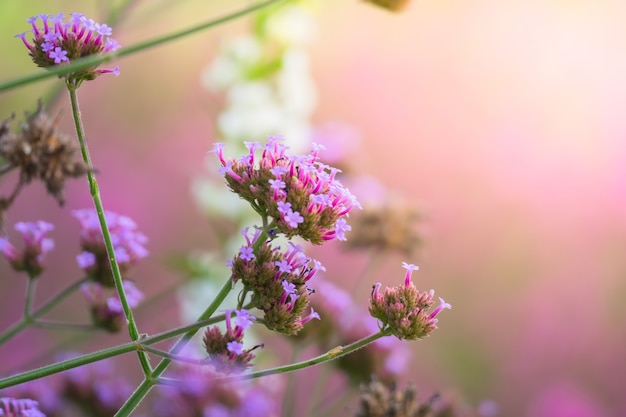 Der Hintergrund der bunten Blumen