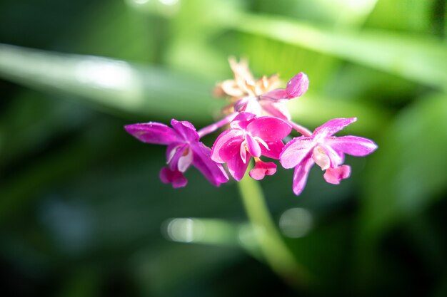 Der Hintergrund der bunten Blumen