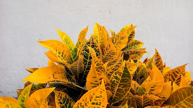 Der Hintergrund der Croton-Blätter ist gelb. Schöner Naturhintergrund mit Croton-Pflanze