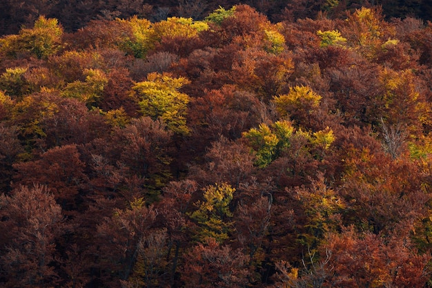 Der Hintergrund der herbstlichen Waldherbstlandschaft