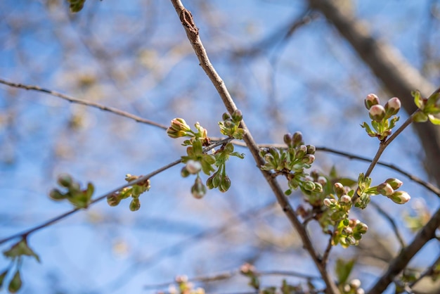 Der Hintergrund des Beginns der blühenden Obstbäume des Frühlings im Garten in der frühen Frühlingsnahaufnahme