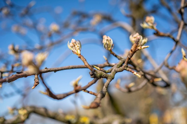 Der Hintergrund des Beginns der blühenden Obstbäume des Frühlings im Garten in der frühen Frühlingsnahaufnahme