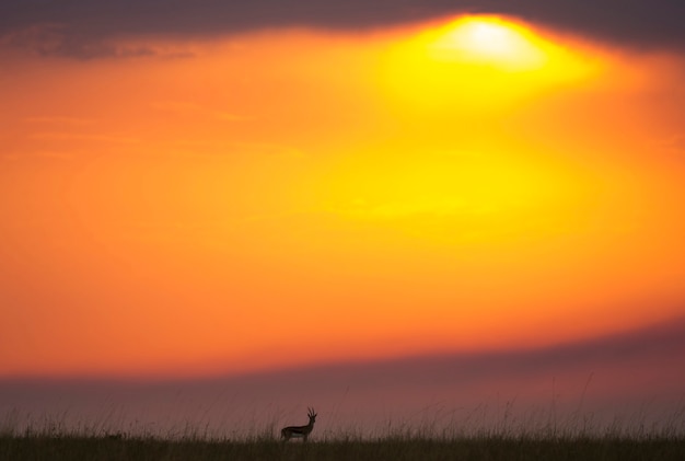 Der Hintergrund des Sonnenuntergangs in der Savanne