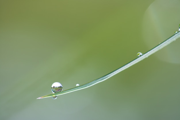 Foto der hintergrund ist das gras des taus.