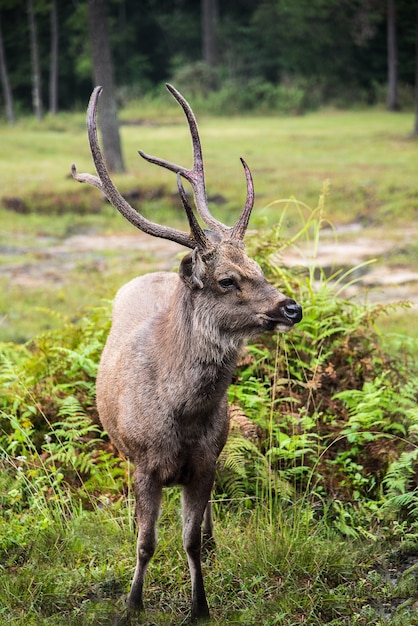 Der Hirsch steht im Wald.