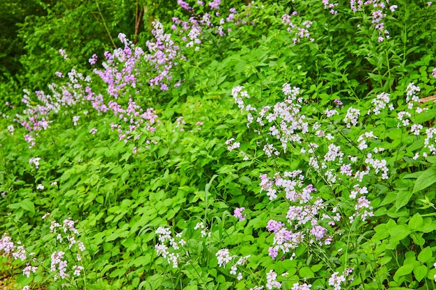 Der Hügel ist mit grünen Pflanzen und lila-weißen Dames Rocket- und Oxalis Triangularis-Blüten bedeckt2