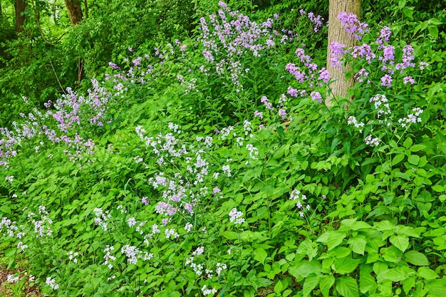 Der Hügel ist mit grünen Pflanzen und lila-weißen Dames Rocket- und Oxalis Triangularis-Blüten bedeckt