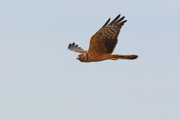 Der Hühnerträger (Circus cyaneus) fliegt über den Himmel