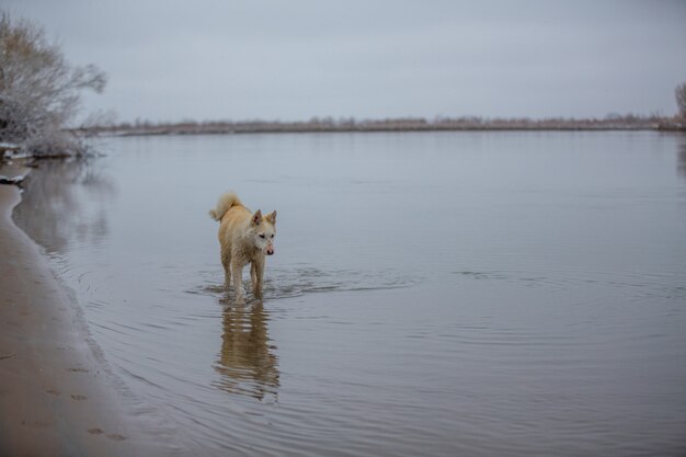 Der Hund am Fluss