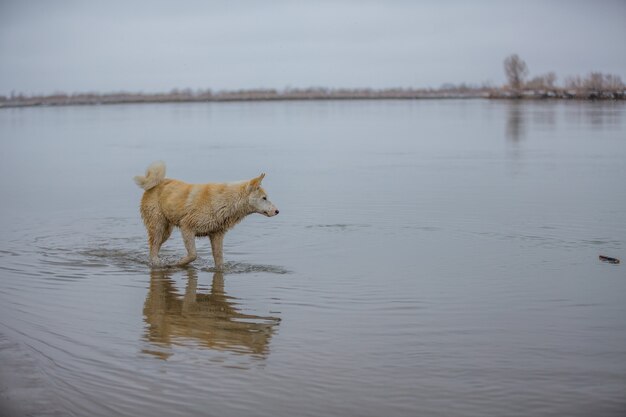 Der Hund am Fluss