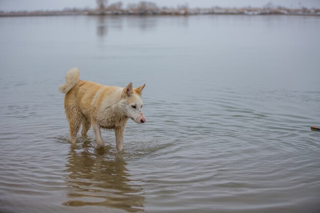 Der Hund am Fluss